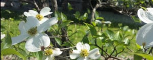 Dogwood-1-20160414_154822 c1